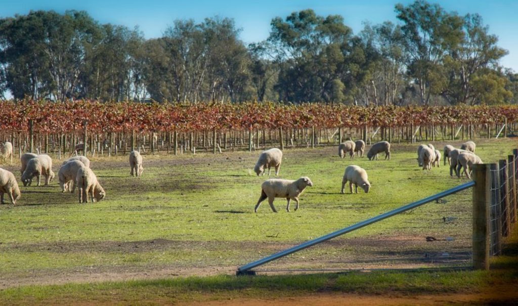 wine regions in victoria