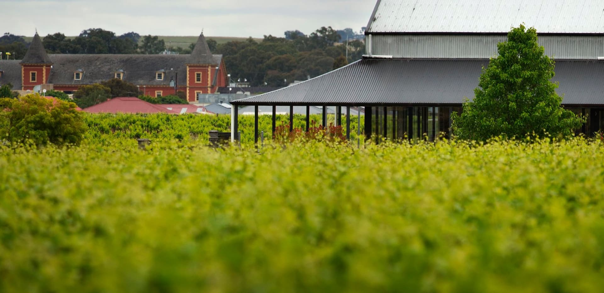 barossa valley wineries