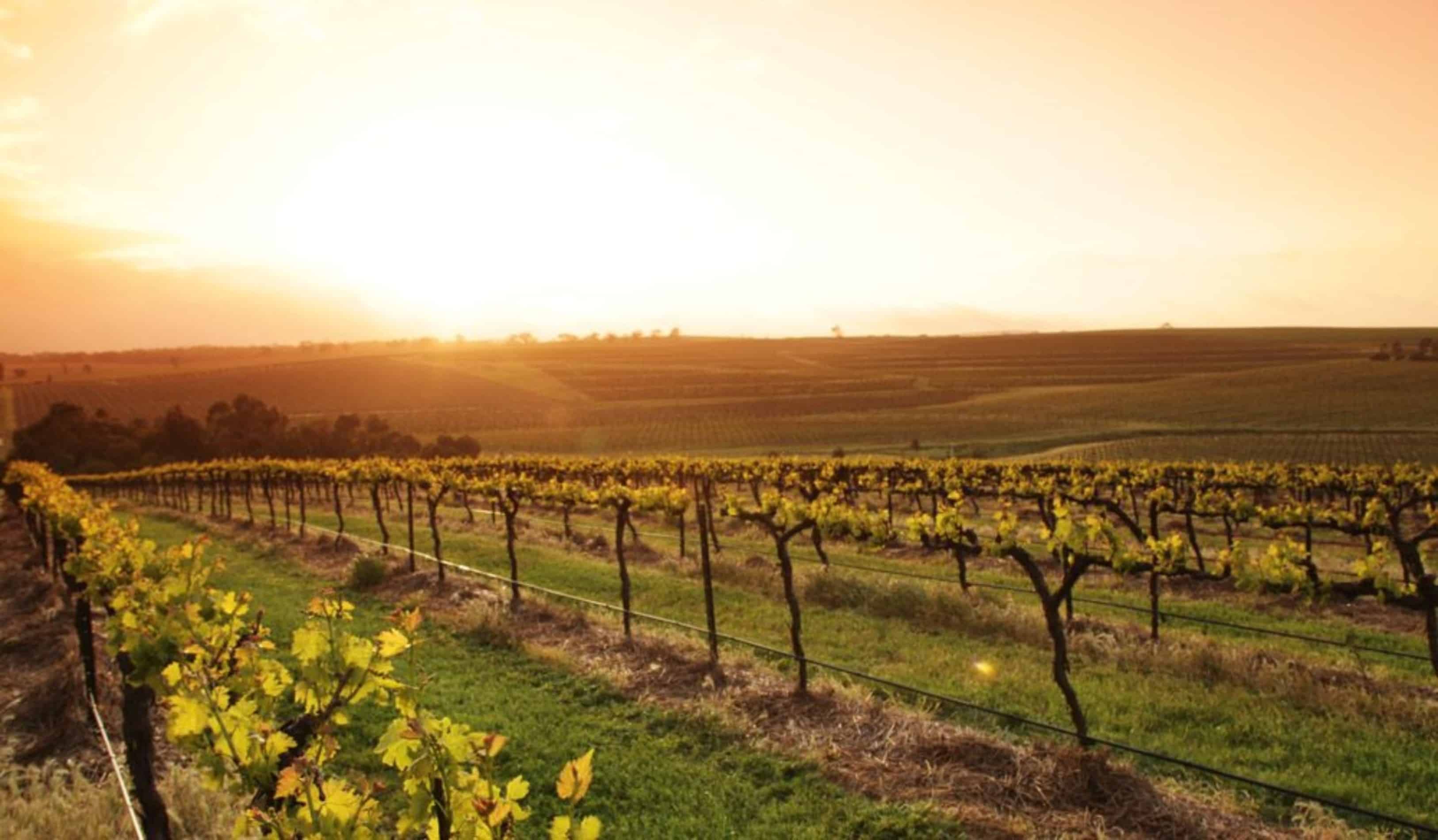clare valley wine and tourism