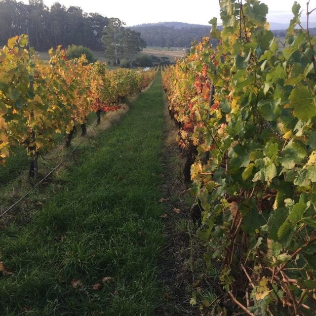 The Best Tamar Valley Wineries To Visit In 2021 Wine Regions Australia