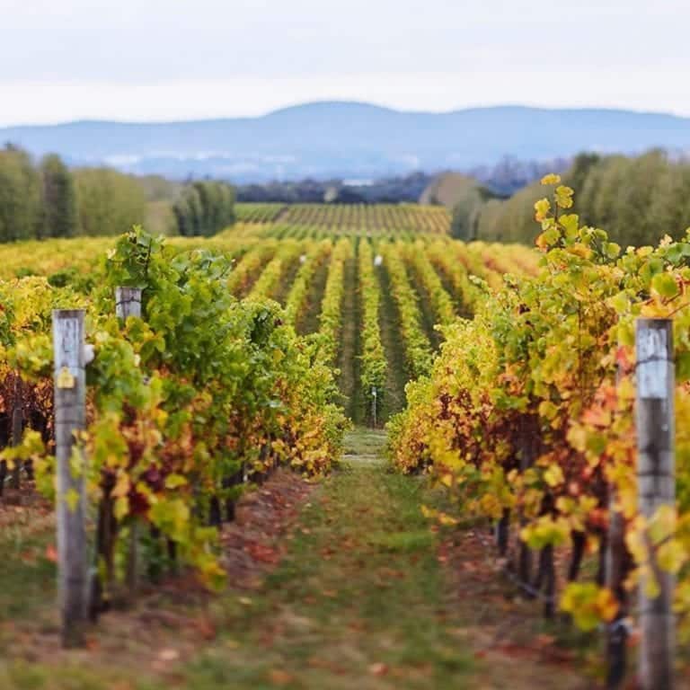 The Best Tamar Valley Wineries To Visit In 2021