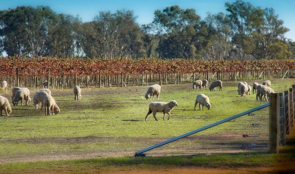 wine regions in victoria
