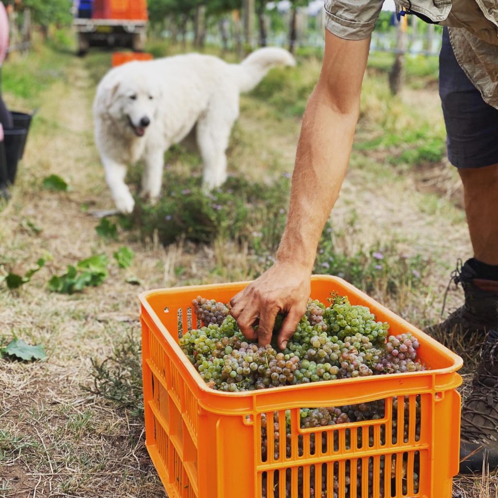 Hunter Valley Wineries The Best Cellar Doors And Wine Tours