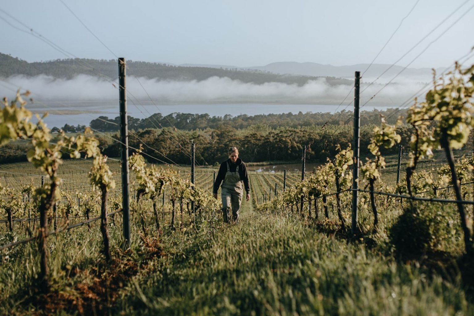 Wine Regions In Tasmania The Ultimate Wine Guide