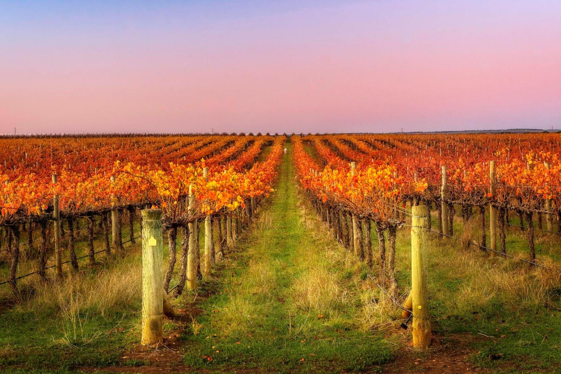 Langhorne Creek Wineries The 5 Best Winemakers