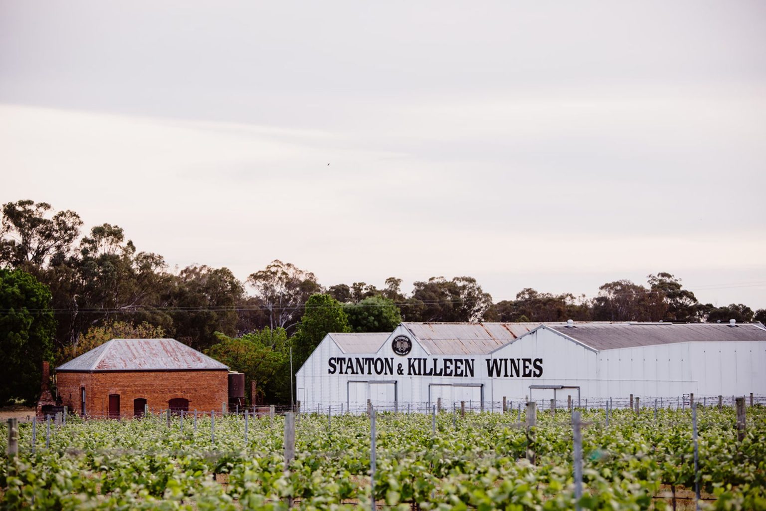 limousine winery tours rutherglen