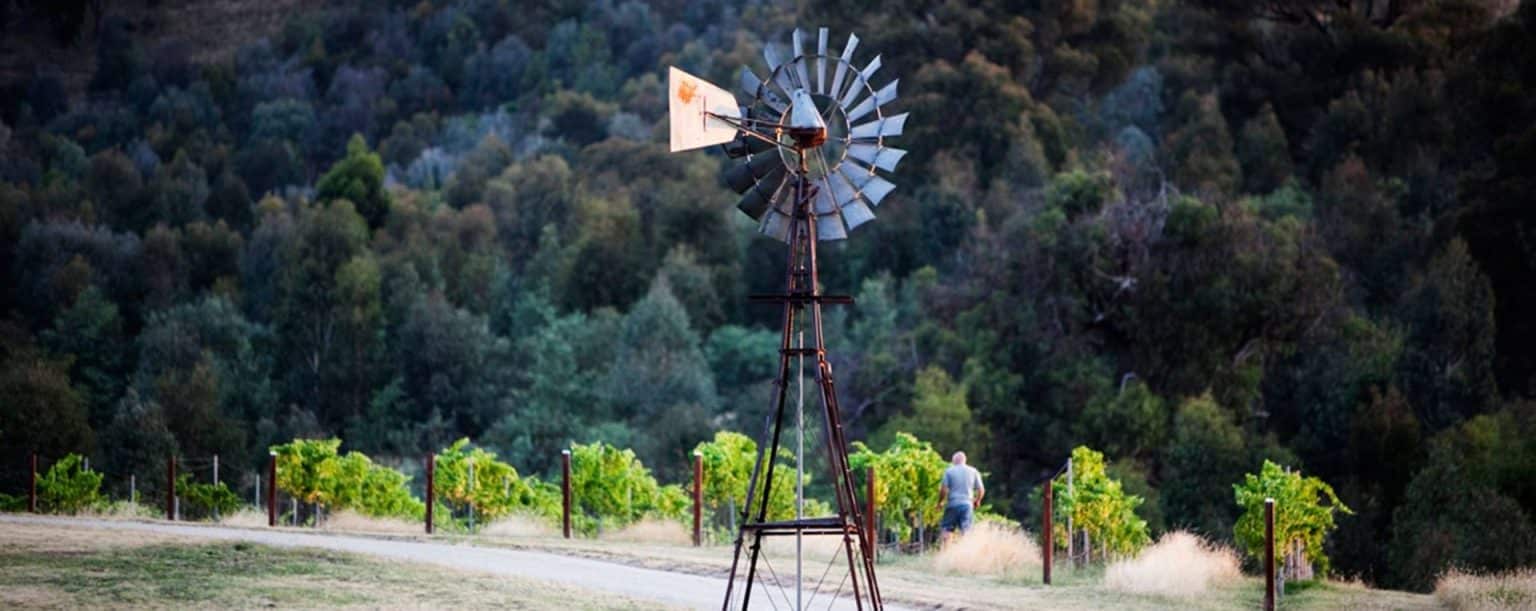 Beechworth Wineries 5 Stunning Cellar Doors Wine Regions Australia