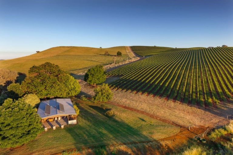 King Valley Winery Live It Up At A Vineyard! Wine