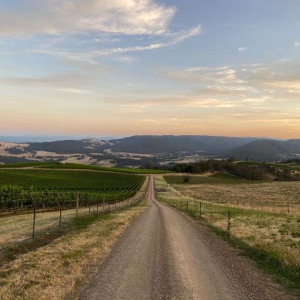 King Valley Winery Live It Up At A Vineyard! Wine