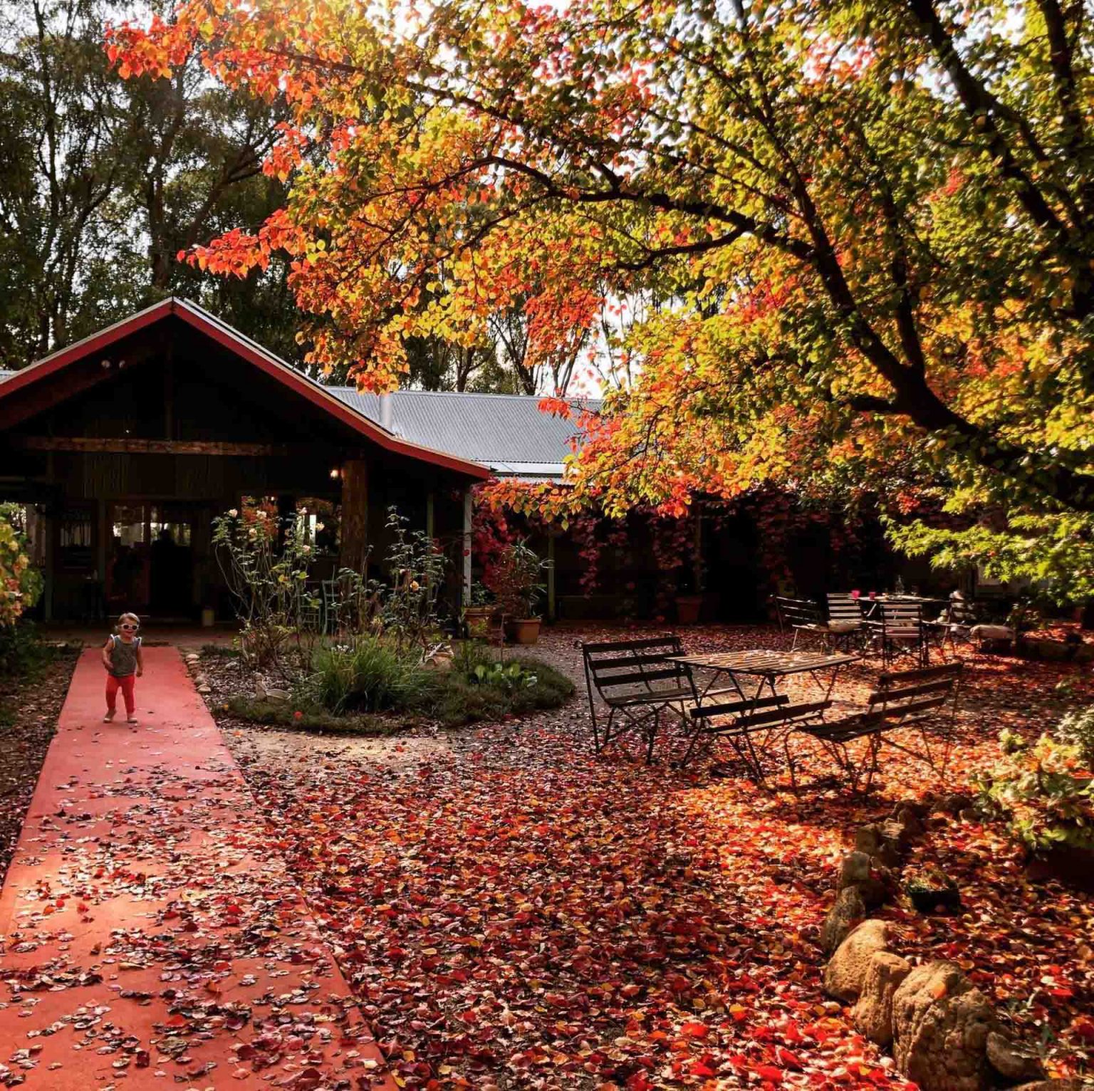 Beechworth Wineries 5 Stunning Cellar Doors Wine Regions Australia
