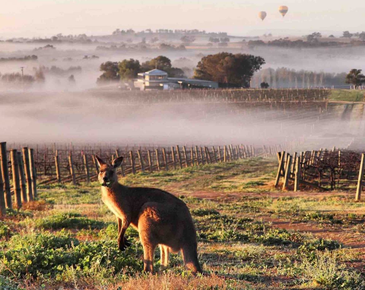 wild-life-Scarborough-hunter-valley wineries near me