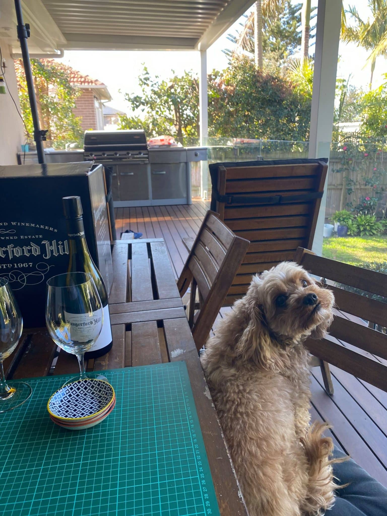 Dog Friendly Wineries Hunter Valley Wine Regions Australia