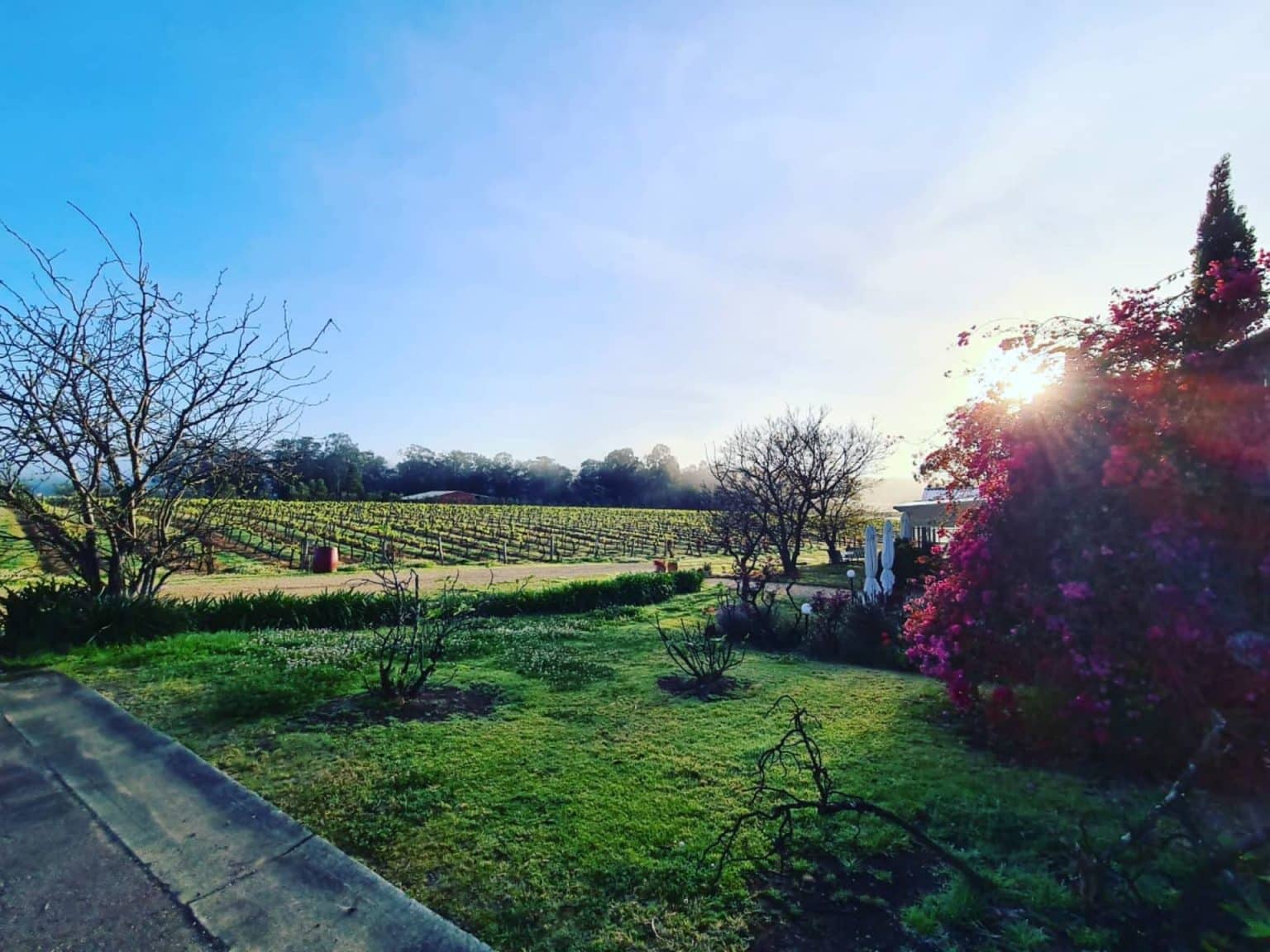 Dog Friendly Wineries Hunter Valley Wine Regions Australia