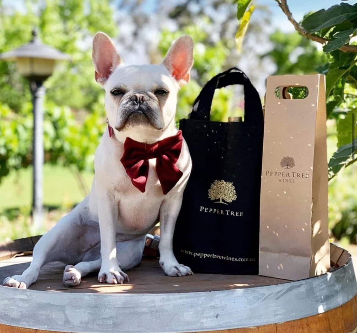 Dog Friendly Wineries Hunter Valley Wine Regions Australia