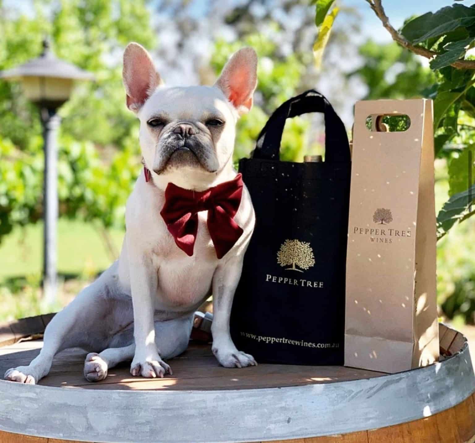 Dog Friendly Wineries Hunter Valley Wine Regions Australia