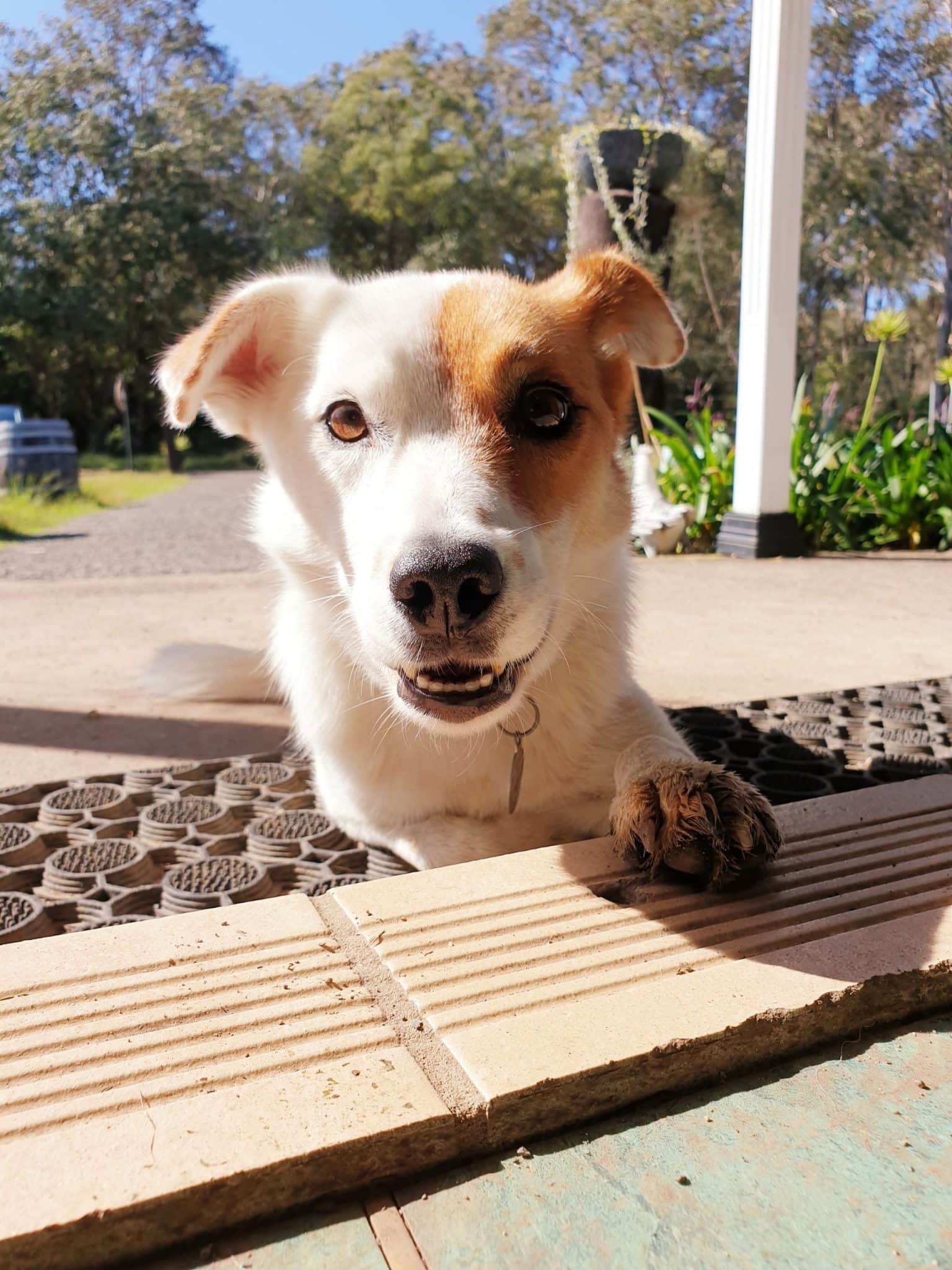 Dog Friendly Wineries Hunter Valley Wine Regions Australia