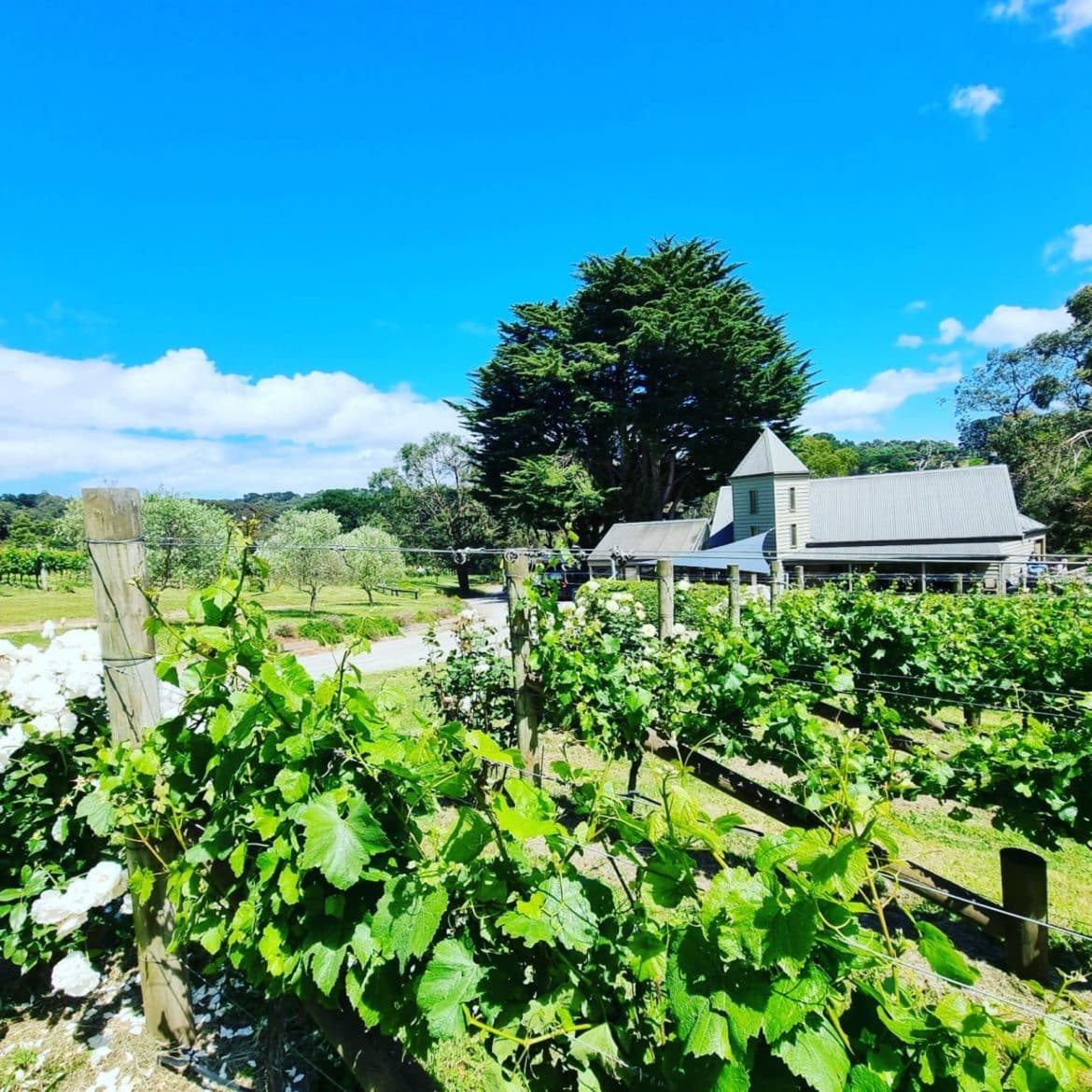 Our Pick Of Winery Tours On The Mornington Peninsula Wine Regions