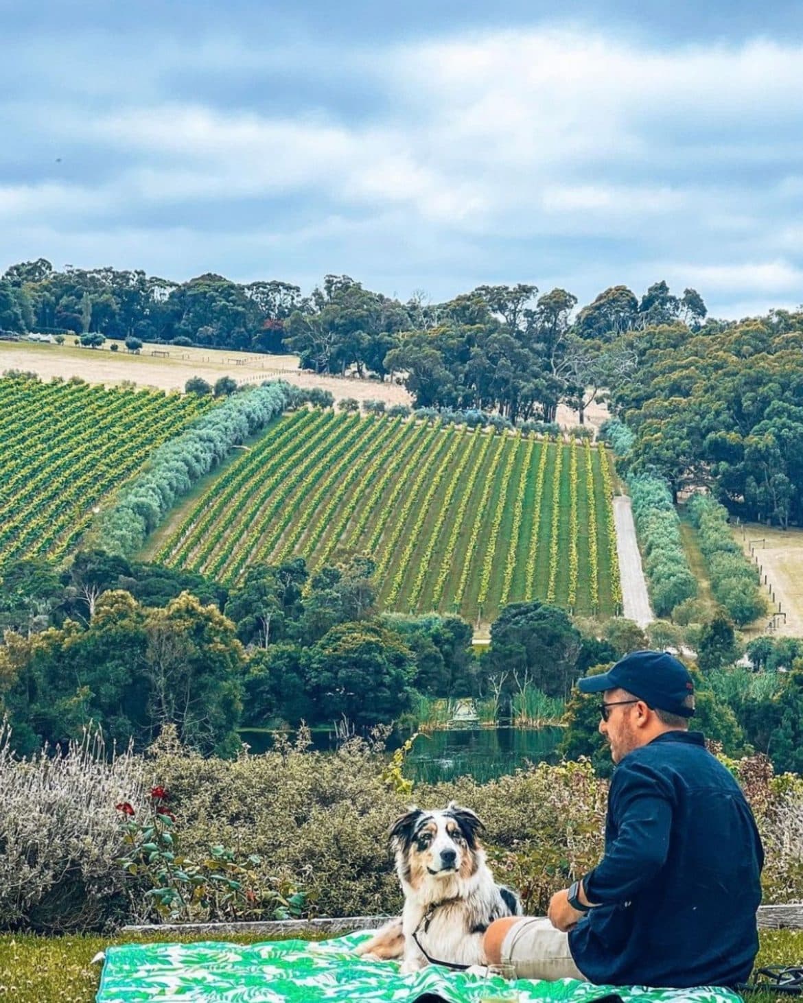 A List Of DogFriendly Wineries In Mornington Peninsula Wine Regions
