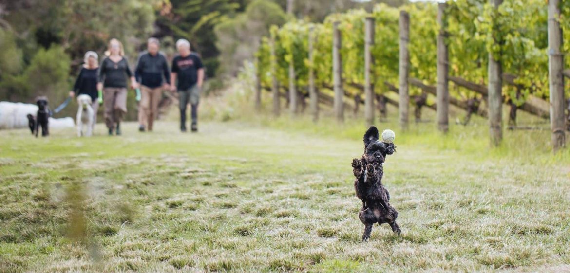dog friendly wineries mornington peninsula