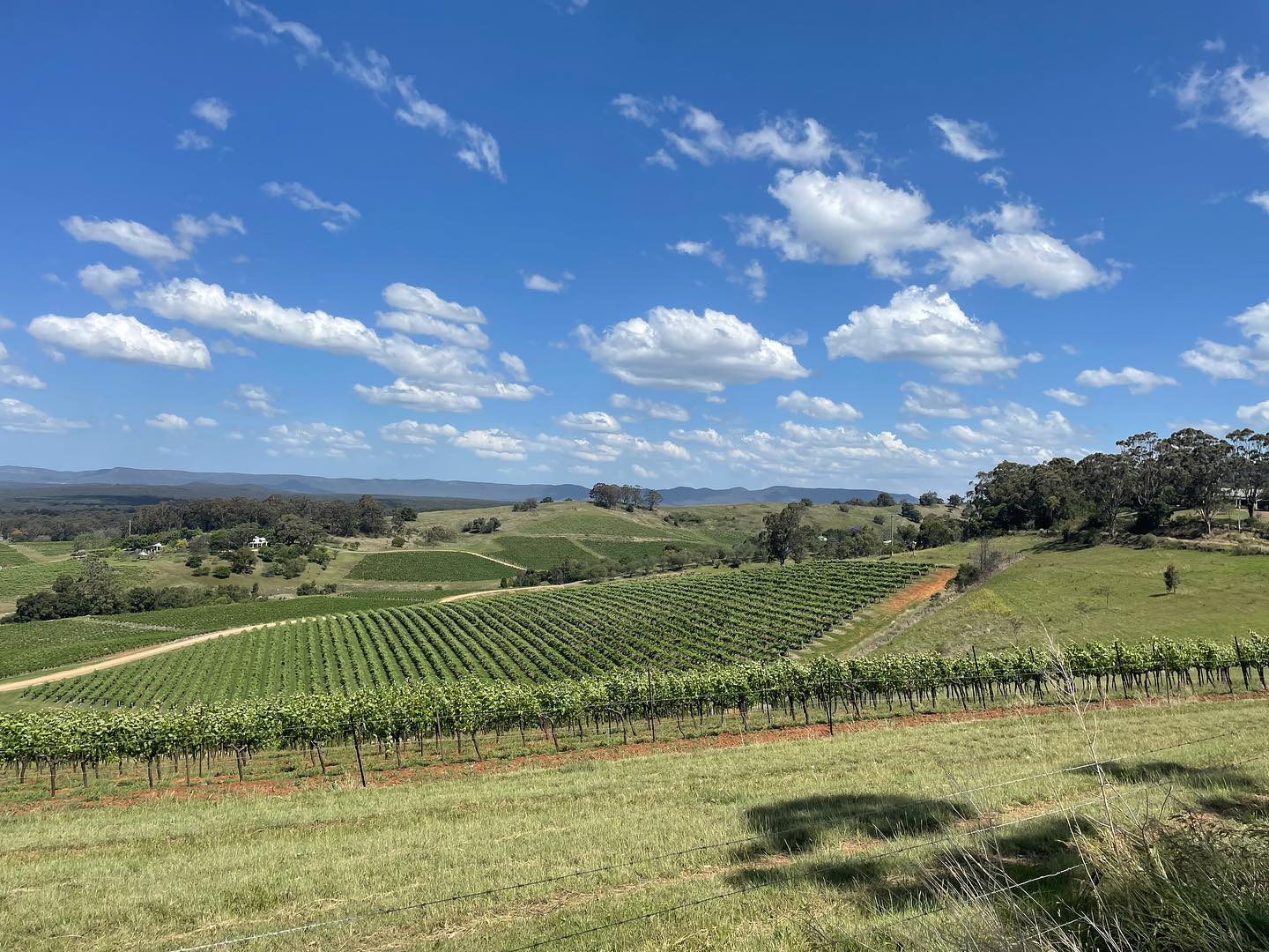 best hunter valley wine tours from newcastle